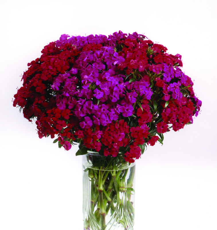 Dianthus Amazon Neon Duo