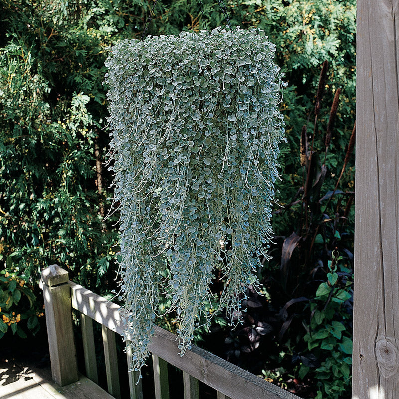 DICHONDRA SILVER FALLS