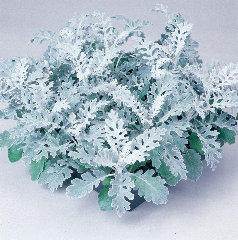 CINERARIA SILVER DUST