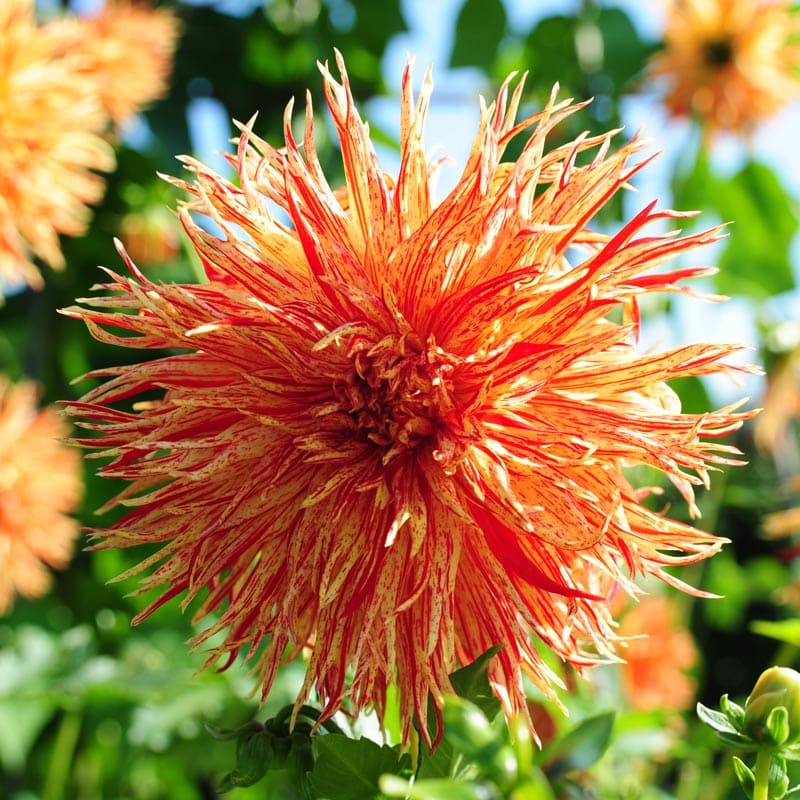 Dahlia-Rejmans-Firecracker