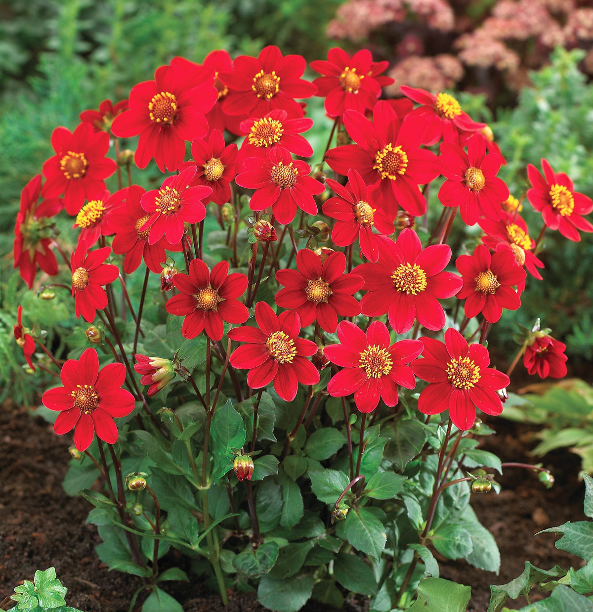 Hadeco Dahlia Top Mix - Red - 2 bulbs