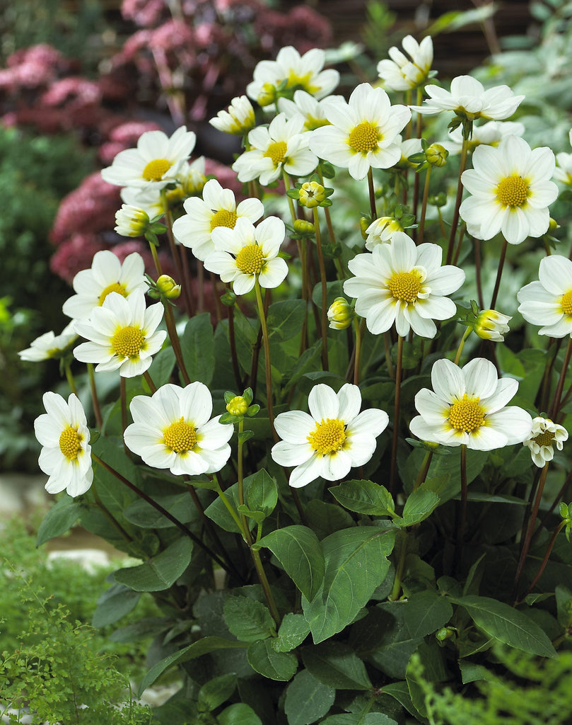 Dahlia-Topmix-white.jpg