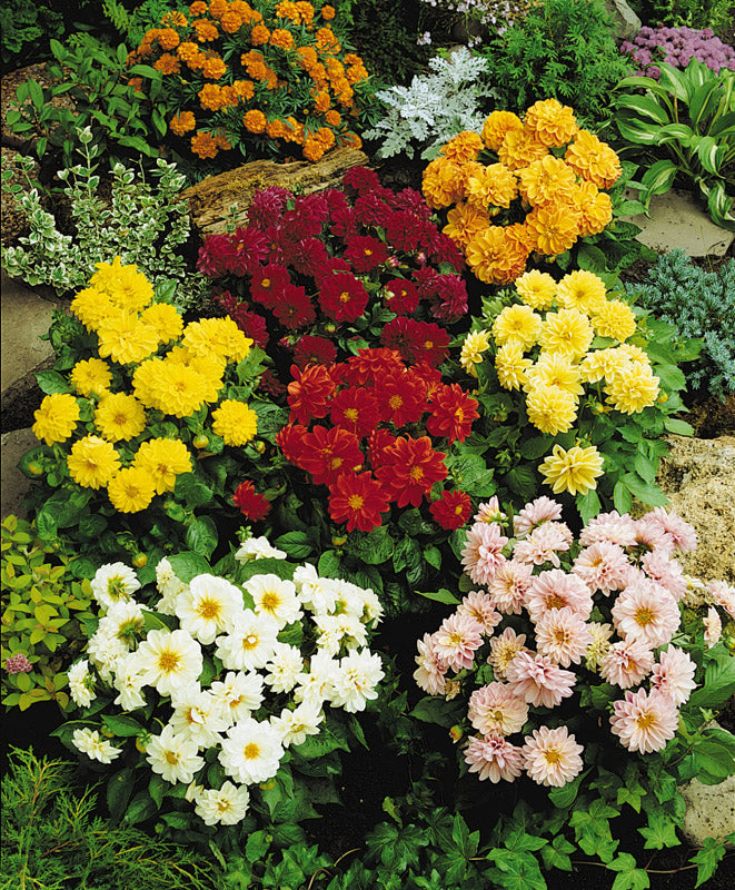 figaro mixed dahlia seeds Dahlia Figaro Field Grown Mix Seeds – GARDENING.co.za