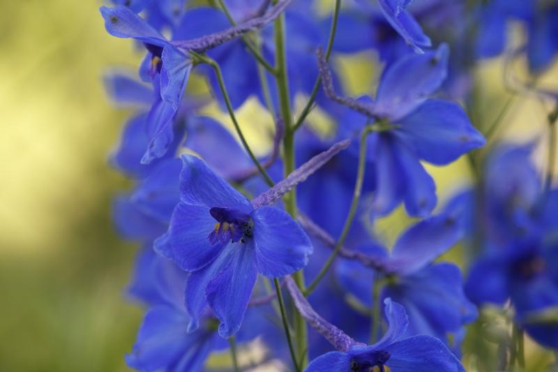 Delphinium Belladonna Bellamosum