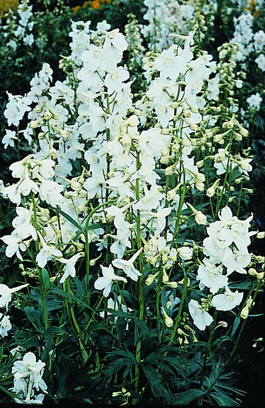 Delphinium Casa Blanca White