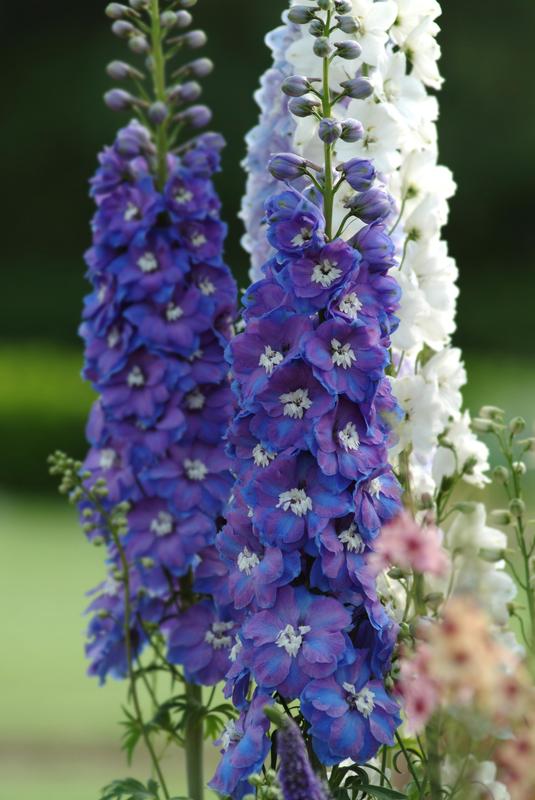 Delphinium Guardian Blue