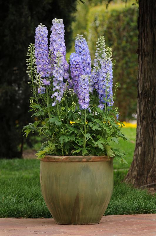 Delphinium Guardian Lavender