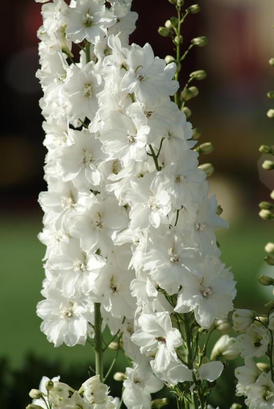 Delphinium Guardian White