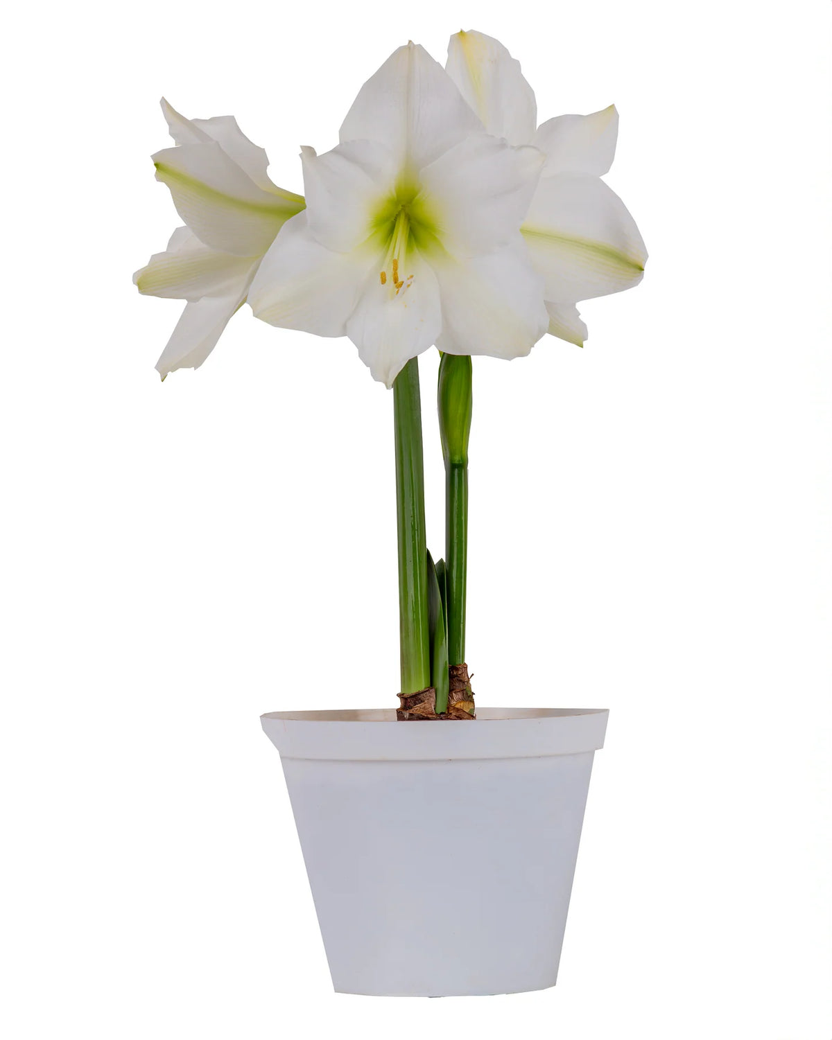Hadeco Amaryllis Sonata Single - Destiny™- 2 bulbs pack