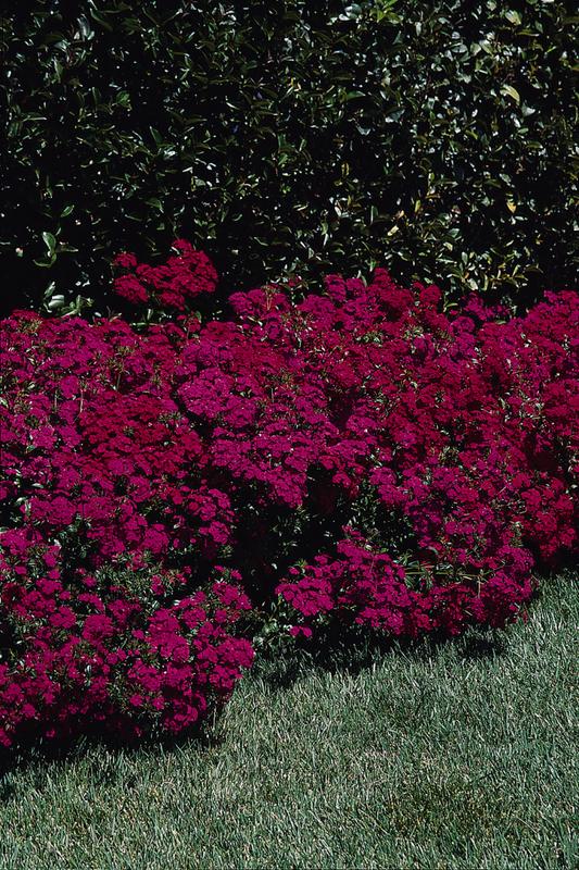 Dianthus Amazon Neon Purple