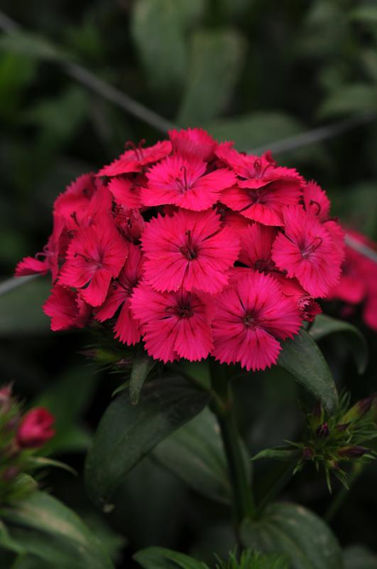 Dianthus Amazon Neon Cherry