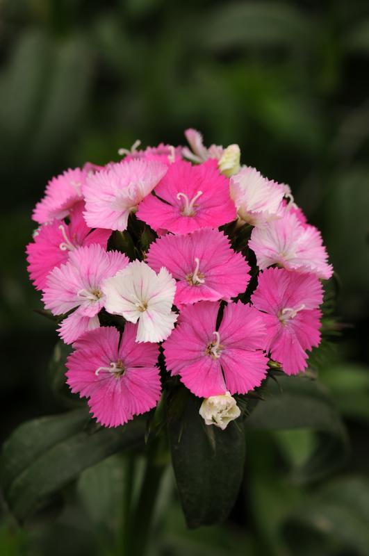 Dianthus Amazon Neon Rose Magic