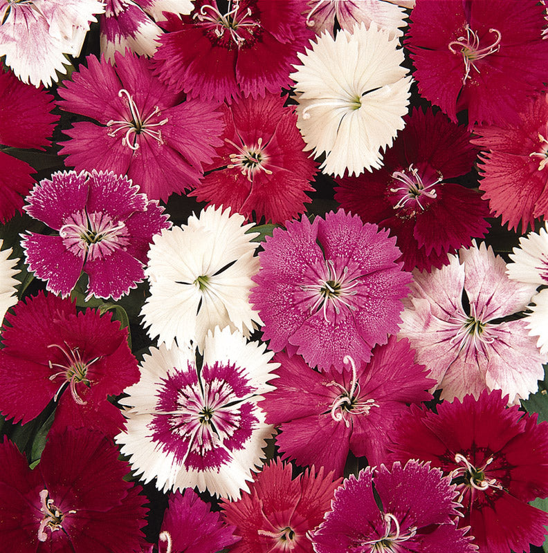 DIANTHUS IDEAL SELECT MIX