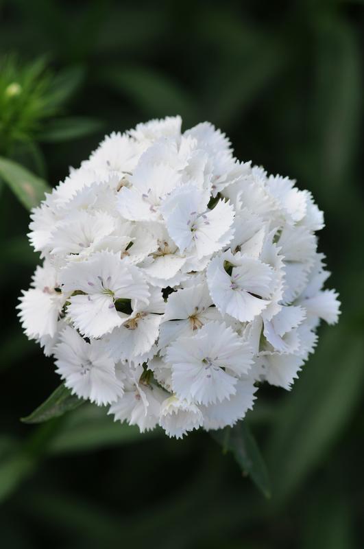 Dianthus Sweet White