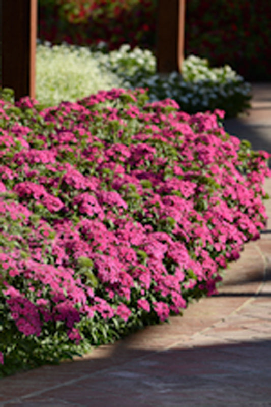 DIANTHUS JOLT CHERRY