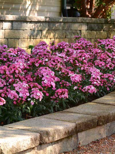 DIANTHUS JOLT PINK MAGIC