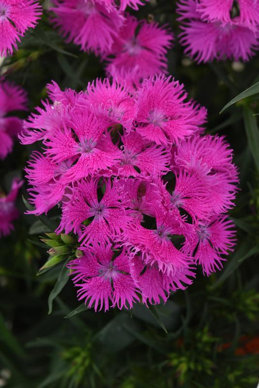 Dianthus Rocking Purple