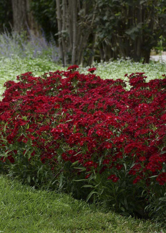 DIANTHUS ROCKING RED