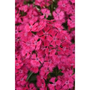 Dianthus Rocking Rose