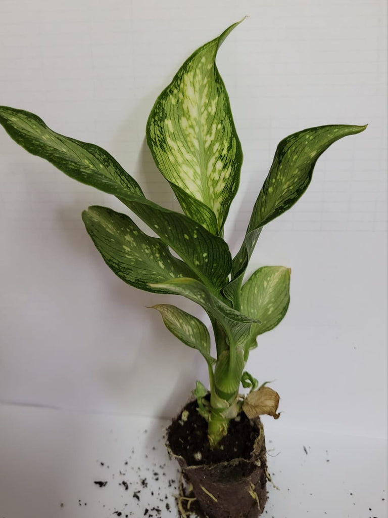 Dieffenbachia Seguine