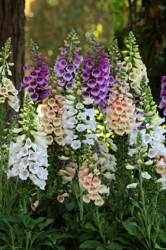 Digitalis Dalmation F1 Mix - Foxglove