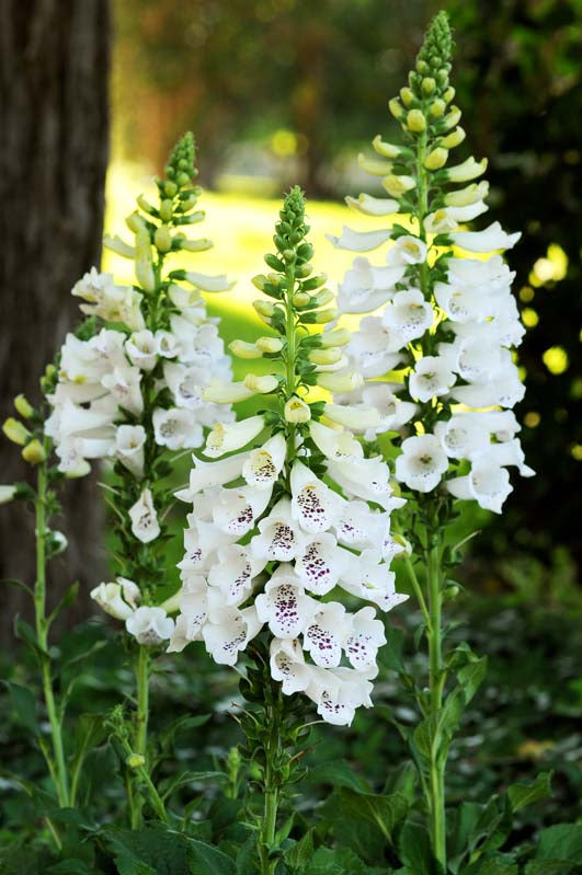 DIGITALIS DALMATION WHITE