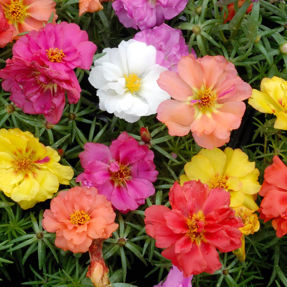 Ubuntuberg Portulaca Double Flower Mix Seeds