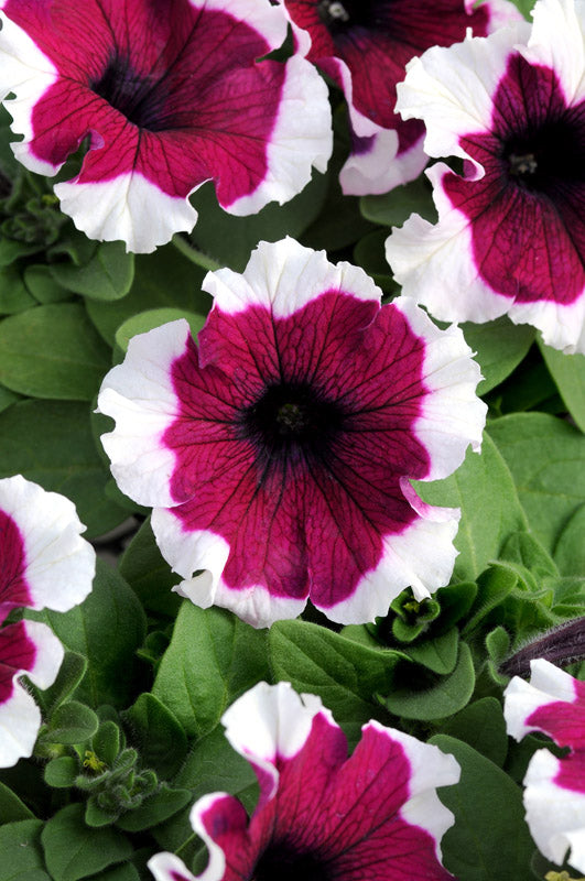 PETUNIA DREAMS BURGUNDY PICOTEE