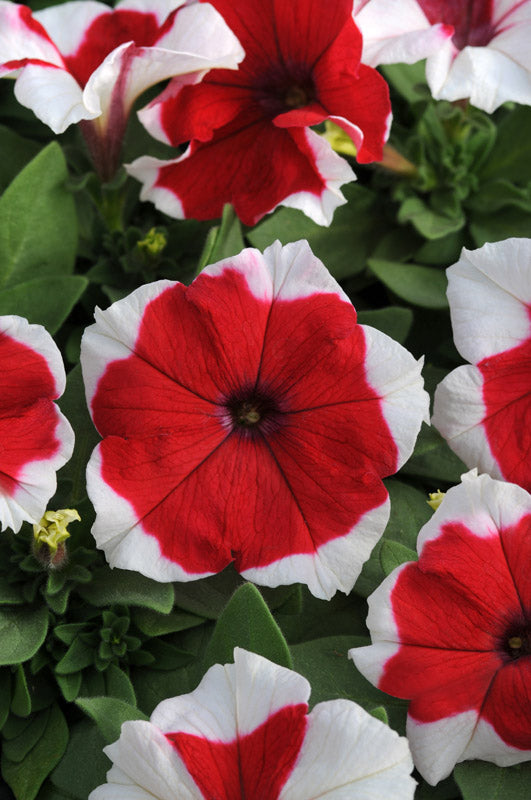 PETUNIA DREAMS RED PICOTEE