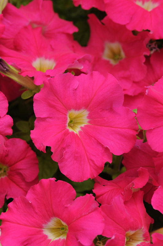 PETUNIA DREAMS ROSE