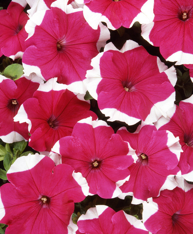 PETUNIA DREAMS ROSE PICOTEE