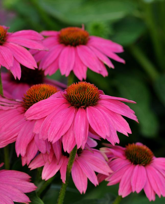 Echinacea Powwow Wild Berry