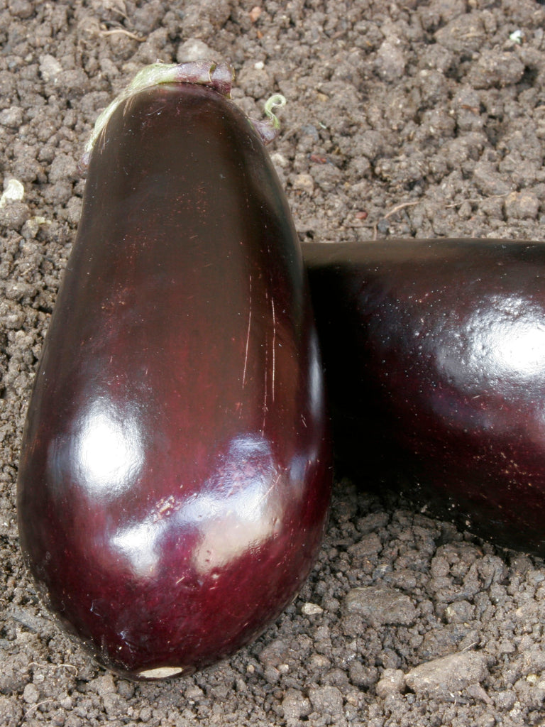 EGG FRUIT LONG PURPLE