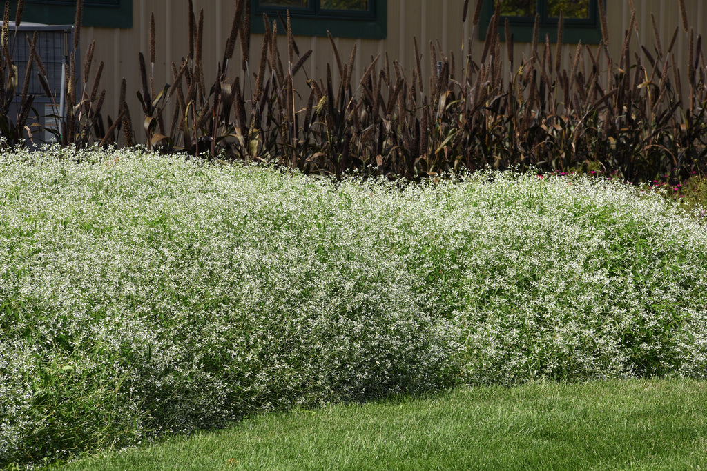 Euphorbia Glamour