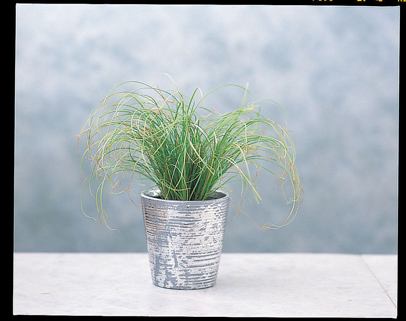 CAREX FROSTED CURLS