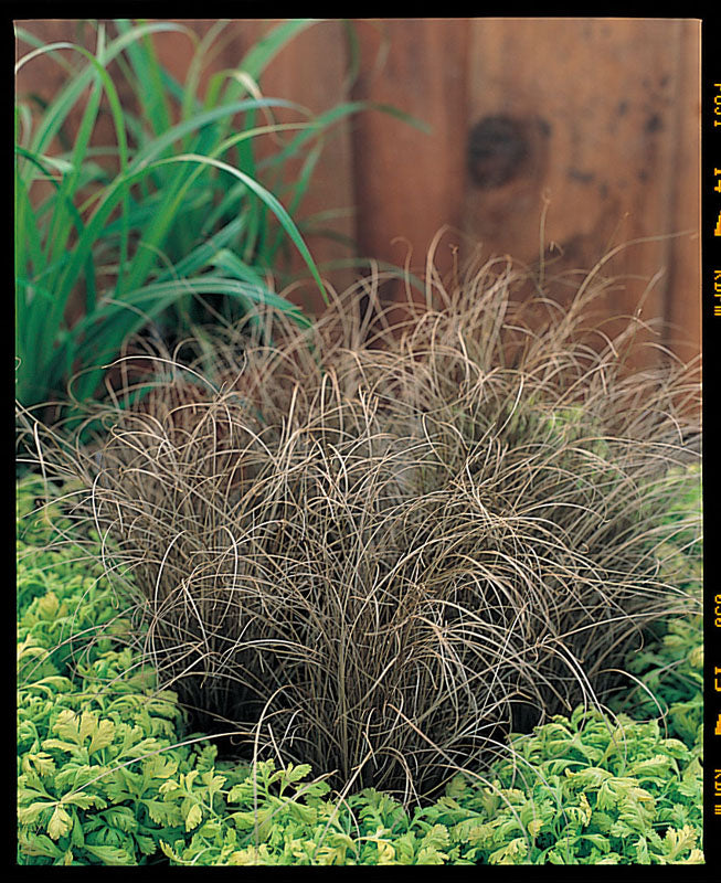 CAREX BRONZE CURLS