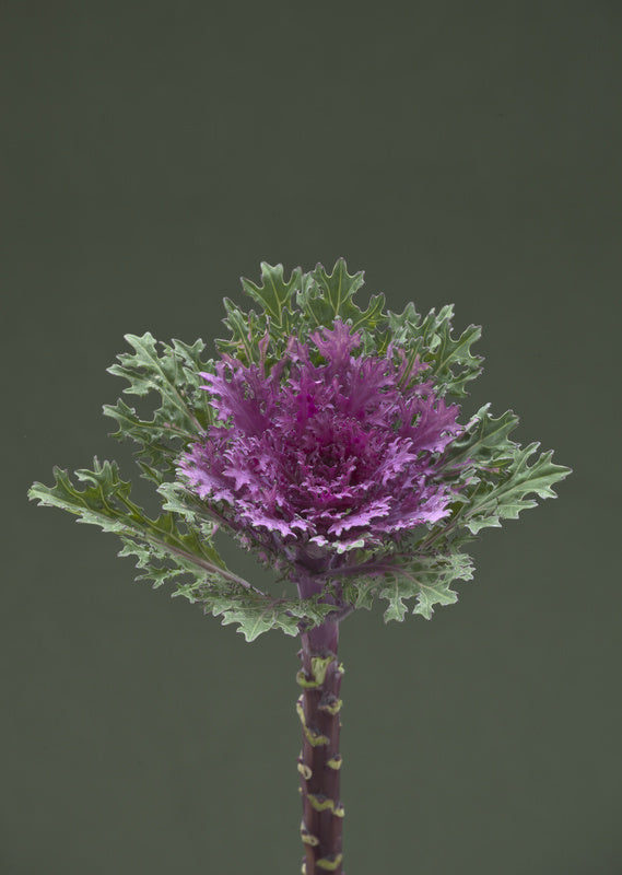 Kale Crane Feather Queen