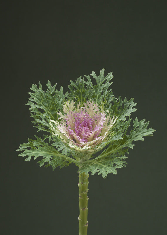 Kale Crane Feather King