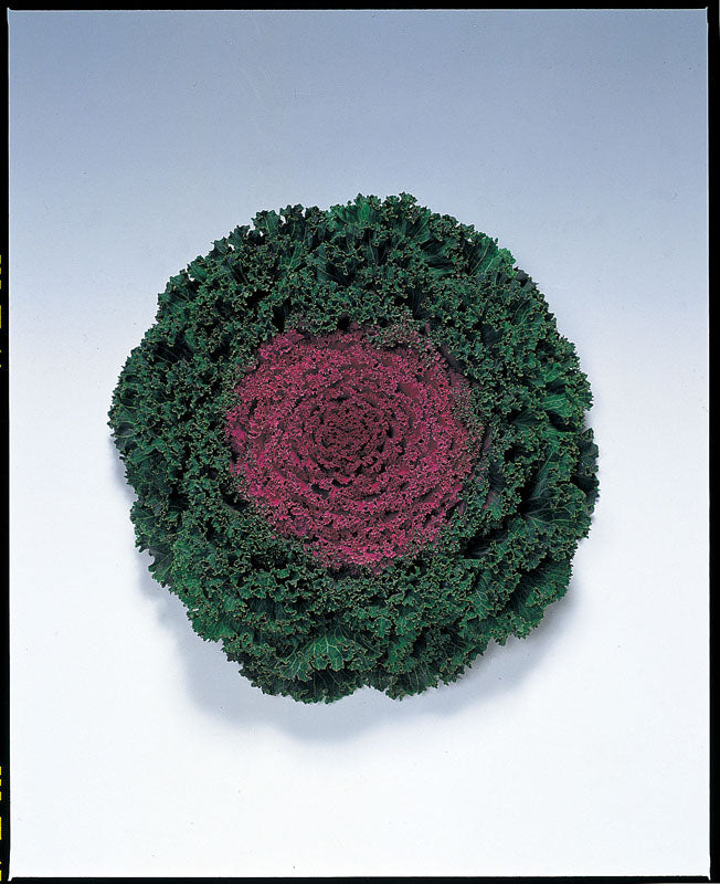 KALE KAMOME RED