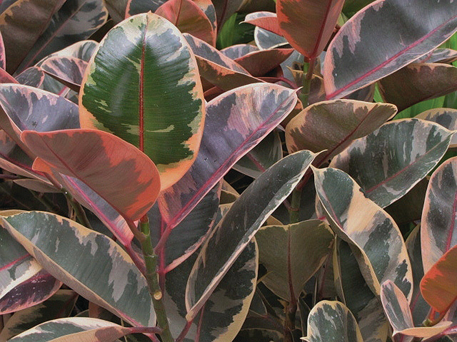 Ficus Elastica Ruby