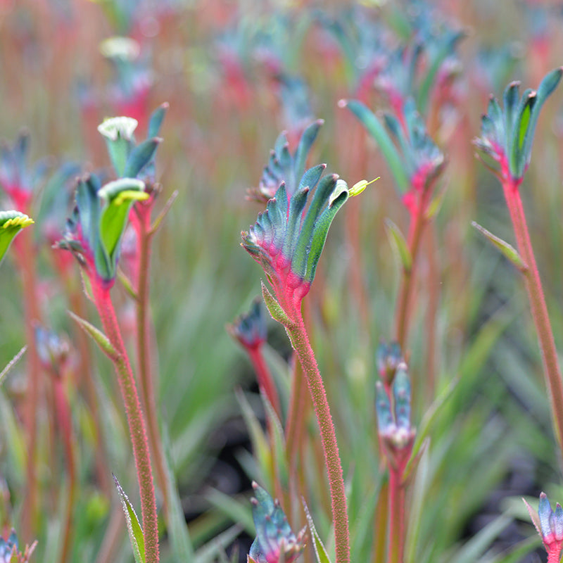 Anigozanthos Celebrations Fireworks