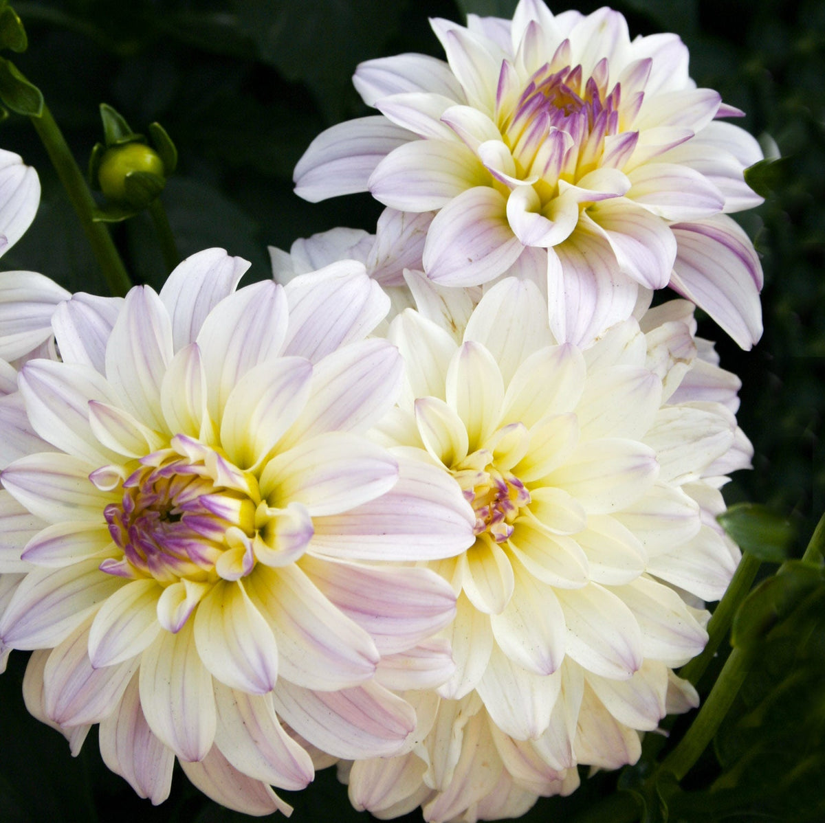 Hadeco Dahlia Terrace - Foxtrot - 2 bulbs