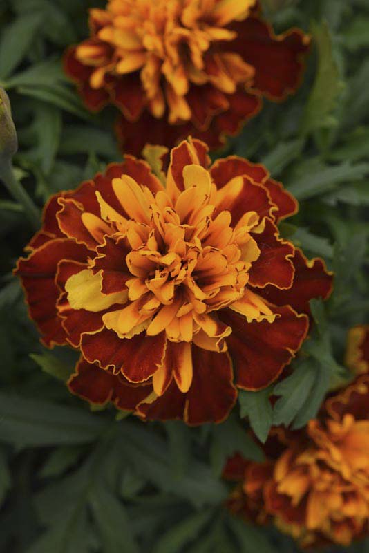 MARIGOLD BONANZA HARMONY