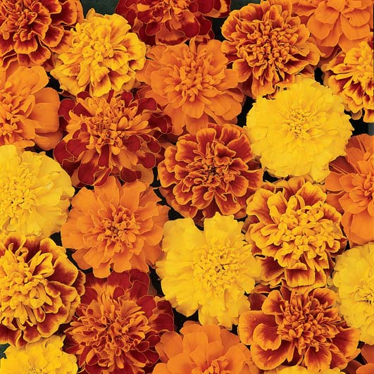 MARIGOLD BONANZA MIX