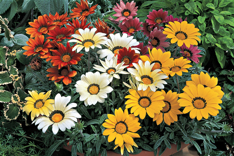 GAZANIA KISS FROSTY MIX