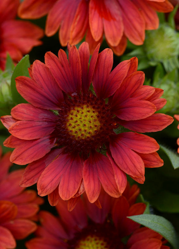 GAILLARDIA MESA RED