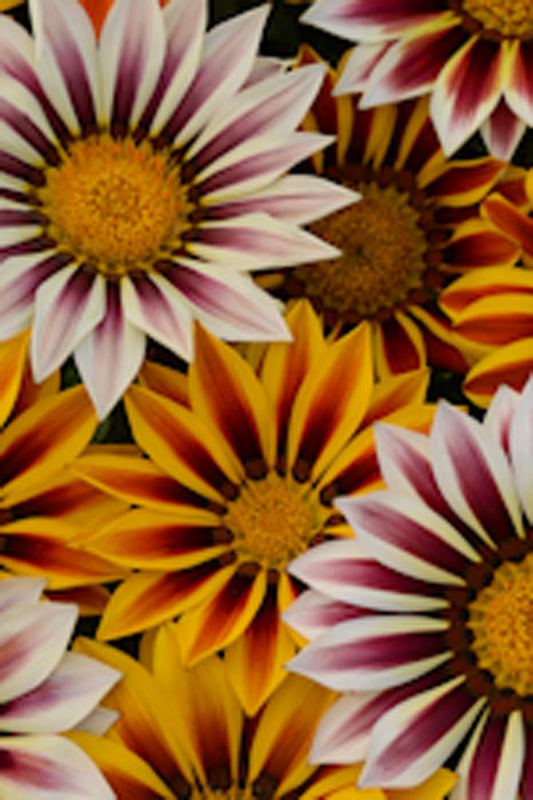 GAZANIA NEW DAY TIGER MIX