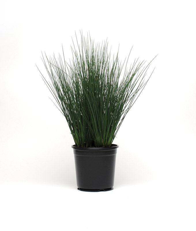 JUNCUS BLUE DART