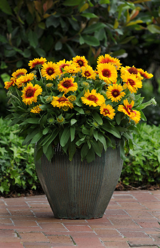 GAILLARDIA MESA BRIGHT BICOLOUR