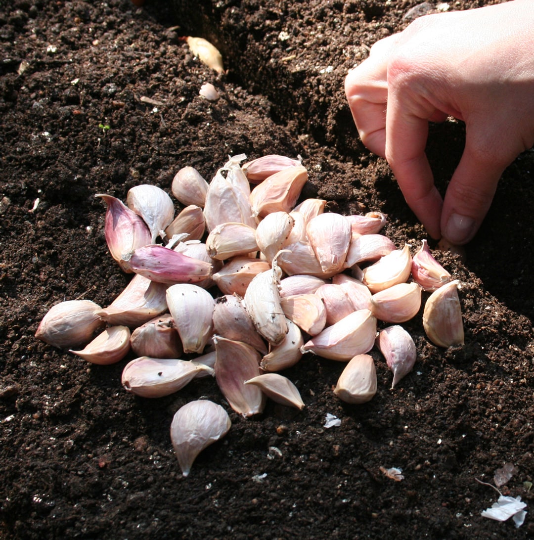 Hadeco Garlic - Allium sativum - 25 cloves pack